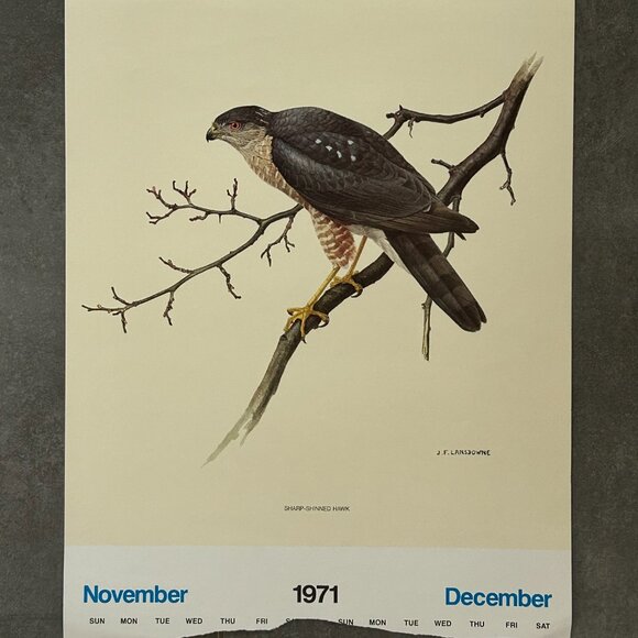 Vintage 1971 & 1972 Calendar Prints J.F. Lansdowne Birds - Picture 5 of 10